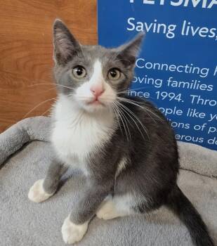 Sherman -  Domestic Short Hair Cat for Adoption in Rowlett, Texas - Sherman | PetCurious