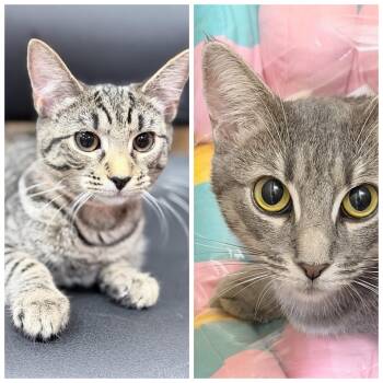 Lucy & Arabella -  Domestic Short Hair Cat for Adoption in Honeoye, New York - Lucy & Arabella | PetCurious