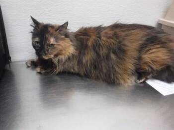 Domestic Long Hair Cats Available for Adoption in Oroville, California - MARBLES | PetCurious