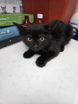 Shuri -  Domestic Short Hair Cat for Adoption in Gainesville, Florida - Shuri | PetCurious