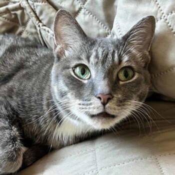 Domestic Short Hair Cats Available for Adoption in Atlanta, Georgia - Pokey | PetCurious
