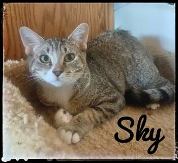 Rescue Domestic Short Hair Cats for Adoption in El Cajon, California - Sky | PetCurious