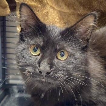 Pixie -  Bombay and Domestic Medium Hair Cat for Adoption in Huntley, Illinois - Pixie | PetCurious