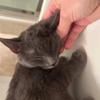 Russian Blue Cats Available for Adoption in Medford, Massachusetts - Viki | PetCurious