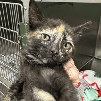 Suki -  Domestic Short Hair Cat for Adoption in Corbin, Kentucky - Suki | PetCurious