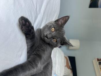 Rescue Domestic Short Hair Cats for Adoption in Woodbridge Township, New Jersey - Jolene | PetCurious