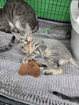 Rescue Domestic Short Hair Cats for Adoption in Virginia Beach, Virginia - Cosmo | PetCurious