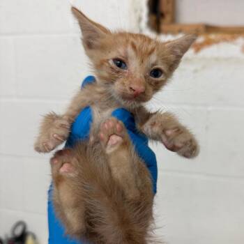 Winfrey -  Domestic Short Hair Cat for Adoption in Edinburg, Texas - Winfrey | PetCurious