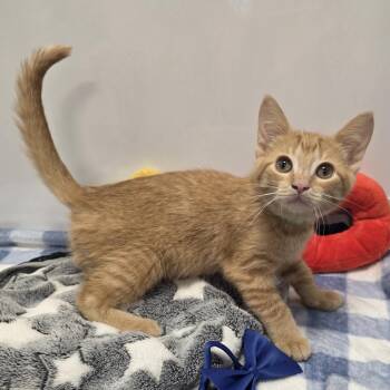 Washington -  Domestic Short Hair Cat for Adoption in Fort Wayne, Indiana - Washington | PetCurious