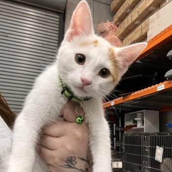 Louie -  Domestic Short Hair Cat for Adoption in Las Vegas, Nevada - Louie | PetCurious