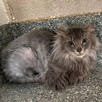 Domestic Long Hair Cats Available for Adoption in Methuen, Massachusetts - MOONSHINE | PetCurious