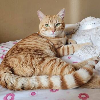 Sunny -  American Shorthair and Domestic Short Hair Cat for Adoption in San Jose, California - Sunny | PetCurious
