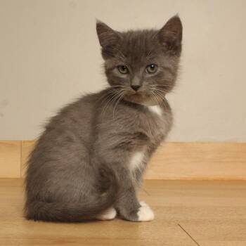 Biboon C70920 -  Domestic Short Hair Cat for Adoption in Minnetonka, Minnesota - Biboon C70920 | PetCurious