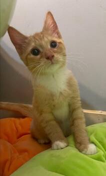 Rescue Domestic Short Hair Cats for Adoption in New Baltimore, Michigan - Tamale | PetCurious