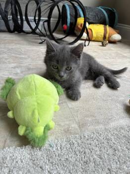 Gojo, Jenkintown PS, (FCID 06/09/2026-133) -  Domestic Short Hair Cat for Adoption in Greenville, Delaware - Gojo, Jenkintown PS, (FCID 06/09/2026-133) | PetCurious