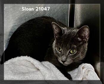 SLOAN (see also SYLVIE) -  Domestic Short Hair Cat for Adoption in Marietta, Georgia - SLOAN (see Also SYLVIE) | PetCurious