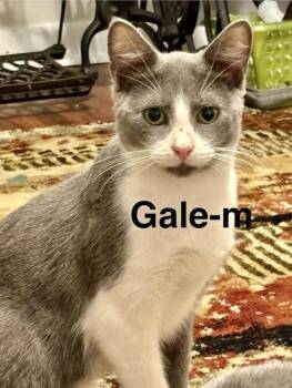 Domestic Short Hair Cats Available for Adoption in Wadsworth, Ohio - Gale | PetCurious