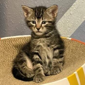 Donut Destroyer -  Domestic Short Hair Cat Available for Adoption in Denver, Colorado - Donut Destroyer | PetCurious