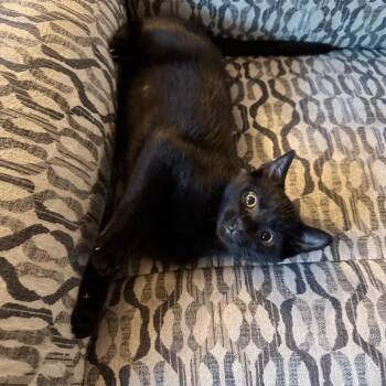 Rocket -  Domestic Short Hair Cat for Adoption in Overland Park, Kansas - Rocket | PetCurious