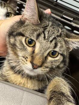 Domestic Long Hair Cats Available for Adoption in Bloomington, Indiana - Apex | PetCurious