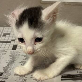 Dewdrop -  Domestic Short Hair Cat for Adoption in Yuma, Arizona - Dewdrop | PetCurious