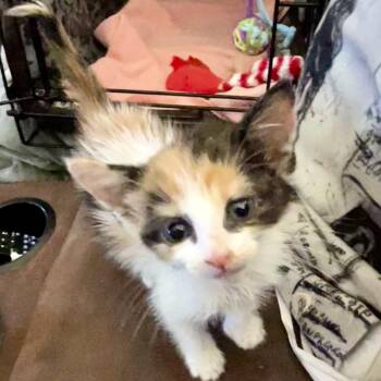 Brooklyn -  Domestic Short Hair Cat for Adoption in Moses Lake, Washington - Brooklyn | PetCurious