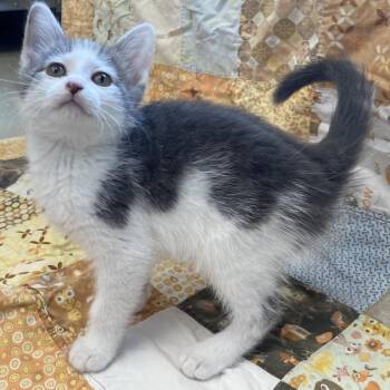 Cloudy -  Tabby Cat for Adoption in Little Falls, Minnesota - Cloudy | PetCurious