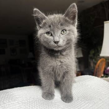 Domestic Short Hair Cats Available for Adoption in Ephrata, Washington - Gabriel | PetCurious