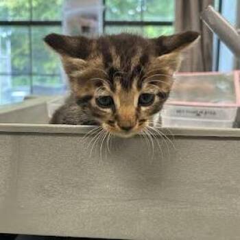 Silas -  Domestic Short Hair Cat for Adoption in Jeffersonville, Indiana - Silas | PetCurious