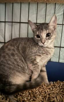 Rescue Tabby Cats for Adoption in Memphis, Tennessee - Leo | PetCurious