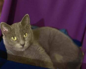 Rescue Domestic Short Hair Cats for Adoption in Morton Grove, Illinois - Supra | PetCurious