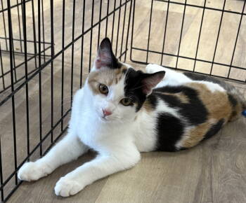 Rescue American Shorthair and Calico Cats for Adoption in Massapequa, New York - WESLEY | PetCurious