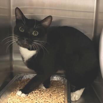IVHS-Stray-143889 -  Domestic Short Hair Cat for Adoption in San Gabriel, California - IVHS-Stray-143889 | PetCurious