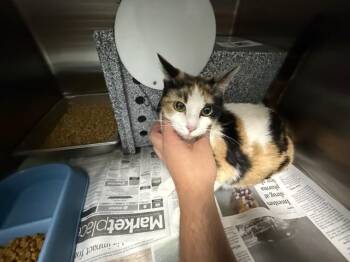 Domestic Short Hair Cats Available for Adoption in Rowlett, Texas - COTHRUM | PetCurious