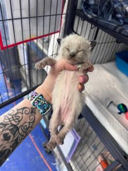 Siamese Cats Available for Adoption in Johnson City, Tennessee - Squid | PetCurious