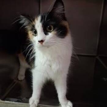 Domestic Long Hair Cats Available for Adoption - Bianca | PetCurious