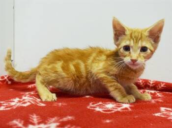 NESTOR -  Domestic Short Hair Cat for Adoption in Sacramento, California - NESTOR | PetCurious