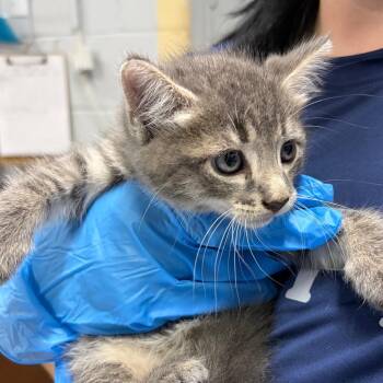 Noah -  Domestic Short Hair Cat for Adoption in Summerville, South Carolina - Noah | PetCurious