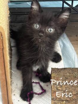 Prince Eric -  Domestic Short Hair Cat for Adoption in Seal Beach, California - Prince Eric | PetCurious