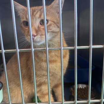 Cheeky Boi -  Domestic Short Hair Cat for Adoption in South Haven, Michigan - Cheeky Boi | PetCurious
