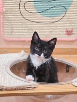 Chadwick -  Domestic Short Hair Cat for Adoption in Harrison Township, New Jersey - Chadwick | PetCurious