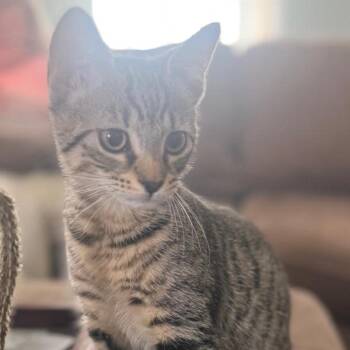 Lucy -  Domestic Short Hair Cat for Adoption in Pompton Lakes, New Jersey - Lucy | PetCurious