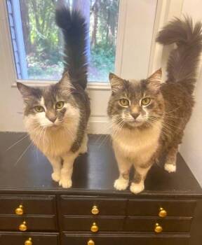 Finnegan -  Domestic Long Hair Cat for Adoption in Vashon, Washington - Finnegan | PetCurious