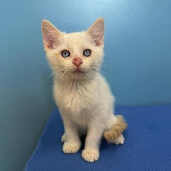 Knox -  Siamese Cat for Adoption in High Ridge, Missouri - Knox | PetCurious