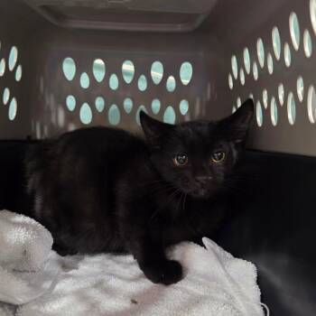 20260708-B1 Twilight -  Domestic Short Hair Cat for Adoption in Chehalis, Washington - 20260708-B1 Twilight | PetCurious