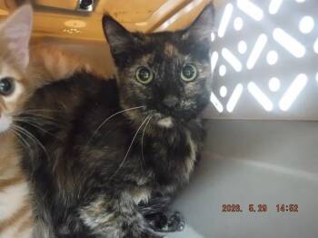 A612484 -  Domestic Short Hair Cat Available for Adoption in Oroville, California - A612484 | PetCurious