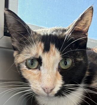 Rescue Domestic Short Hair and Calico Cats for Adoption in Burlingame, California - Katana | PetCurious
