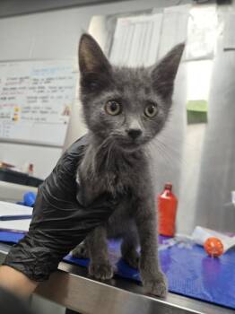 PINK FLOYD -  Domestic Short Hair Cat for Adoption in Hagerstown, Maryland - PINK FLOYD | PetCurious