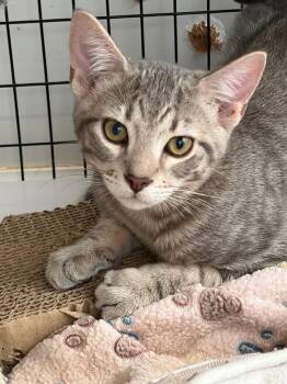 Tate -  Domestic Short Hair Cat for Adoption in St. Augustine, Florida - Tate | PetCurious