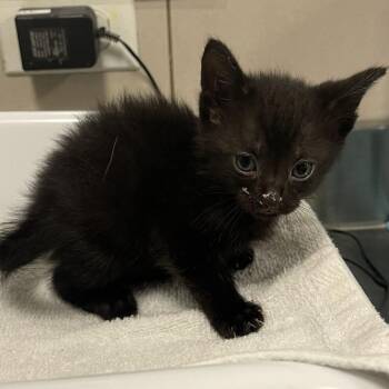 Bacalaitos -  Domestic Short Hair Cat for Adoption in Chicago, Illinois - Bacalaitos | PetCurious